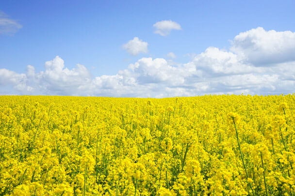 Paysage agricole Paysage agricole